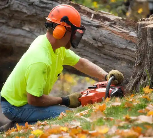 tree services St. Johns